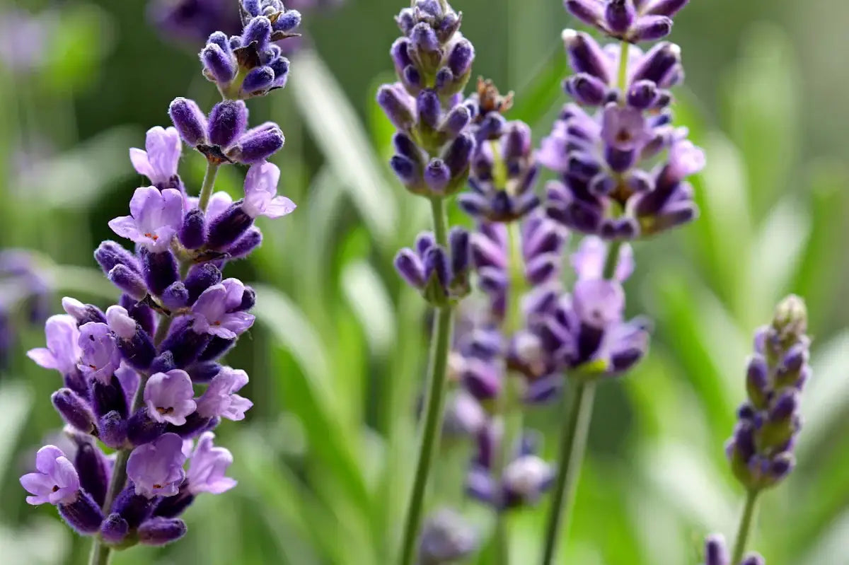 Gewürzzauber Duftkerze: Deine DIY-Aromatherapie-Geschenkidee im Winter