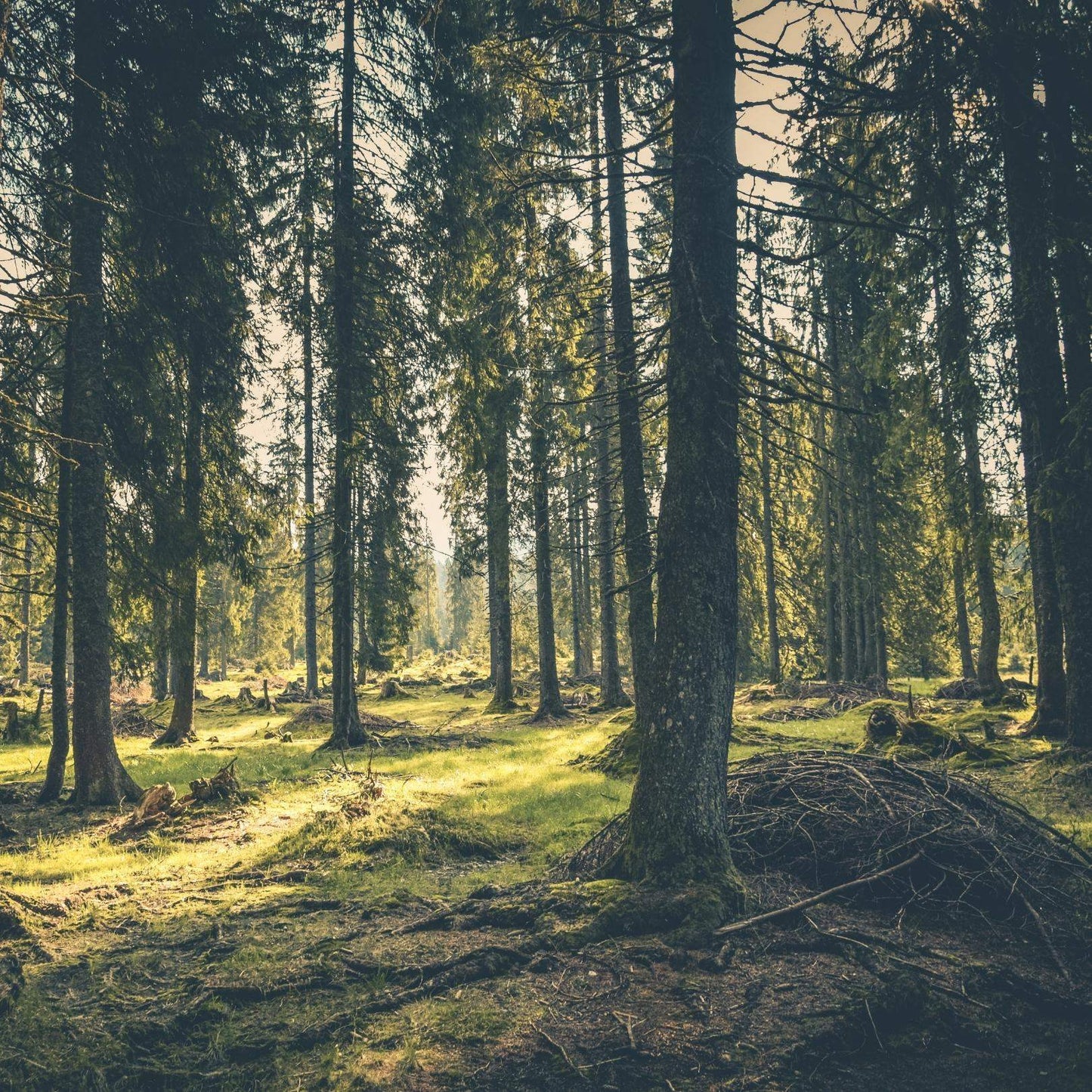 Forest Soul – Duftkerze Wald mit warmer Holznote & natürlicher Tiefe