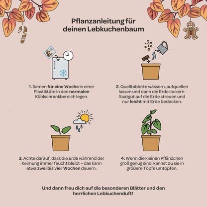 Anzuchtanleitung zum Lebkuchenbaum im Becher