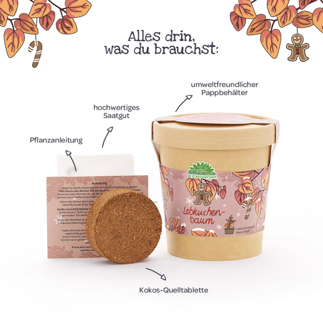 Lieferumfang des Lebkuchenbaum-Anzuchtsets im Becher