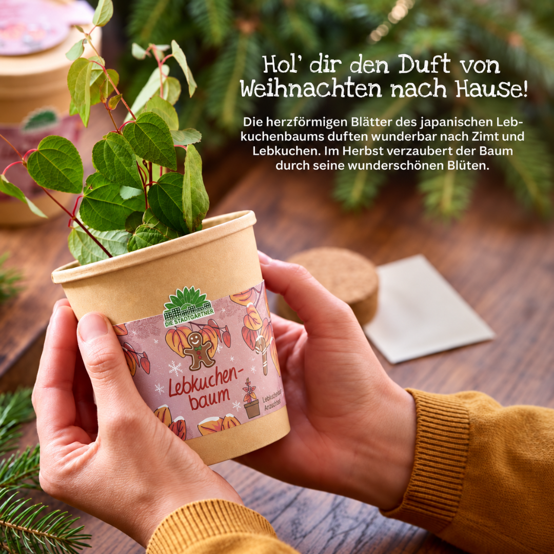 Lebkuchenbaum im Becher – Anzucht und Anwendung des Pflanzsets