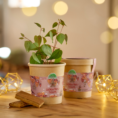 Lebkuchenbaum im Becher als Weihnachts-Anzuchtset