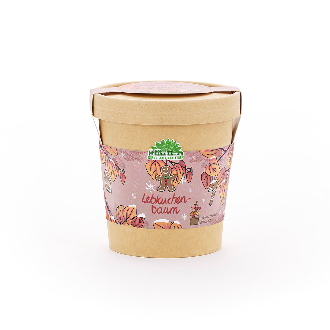 Lebkuchenbaum im Becher – Weihnachts-Anzuchtset als Produktfreisteller