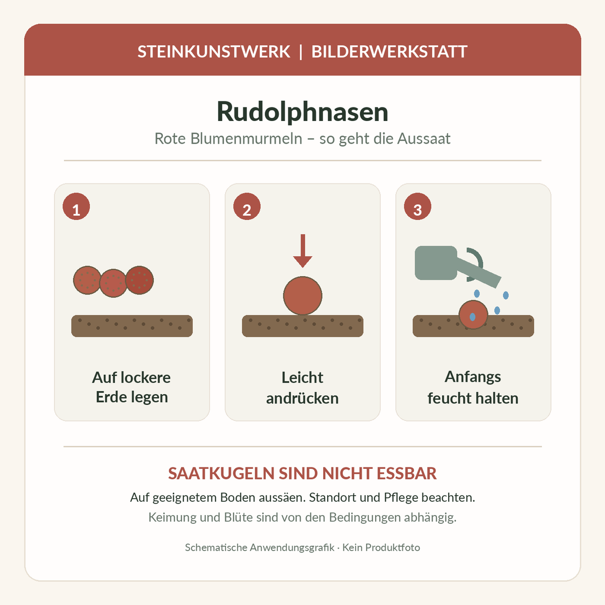 Rudolphnasen-Blumenmurmeln: schematische Aussaatanleitung in drei Schritten, keine Lebensmittel