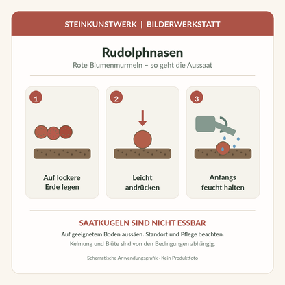 Rudolphnasen-Blumenmurmeln: schematische Aussaatanleitung in drei Schritten, keine Lebensmittel