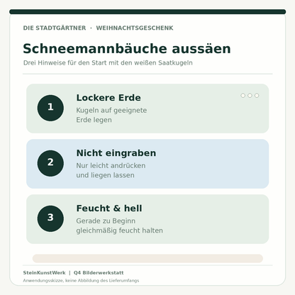 Schneemannbäuche Blumenmurmeln – Aussaat auf lockere Erde und Pflegehinweise als Infografik