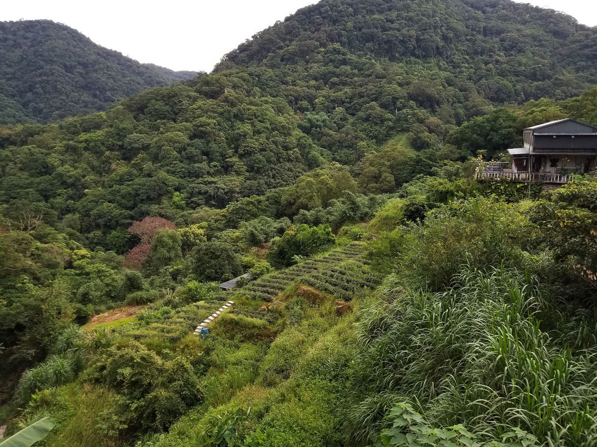 Tie Guan Yin Oolong – Tee aus Muzha, Taiwan – Produktabbildung 2