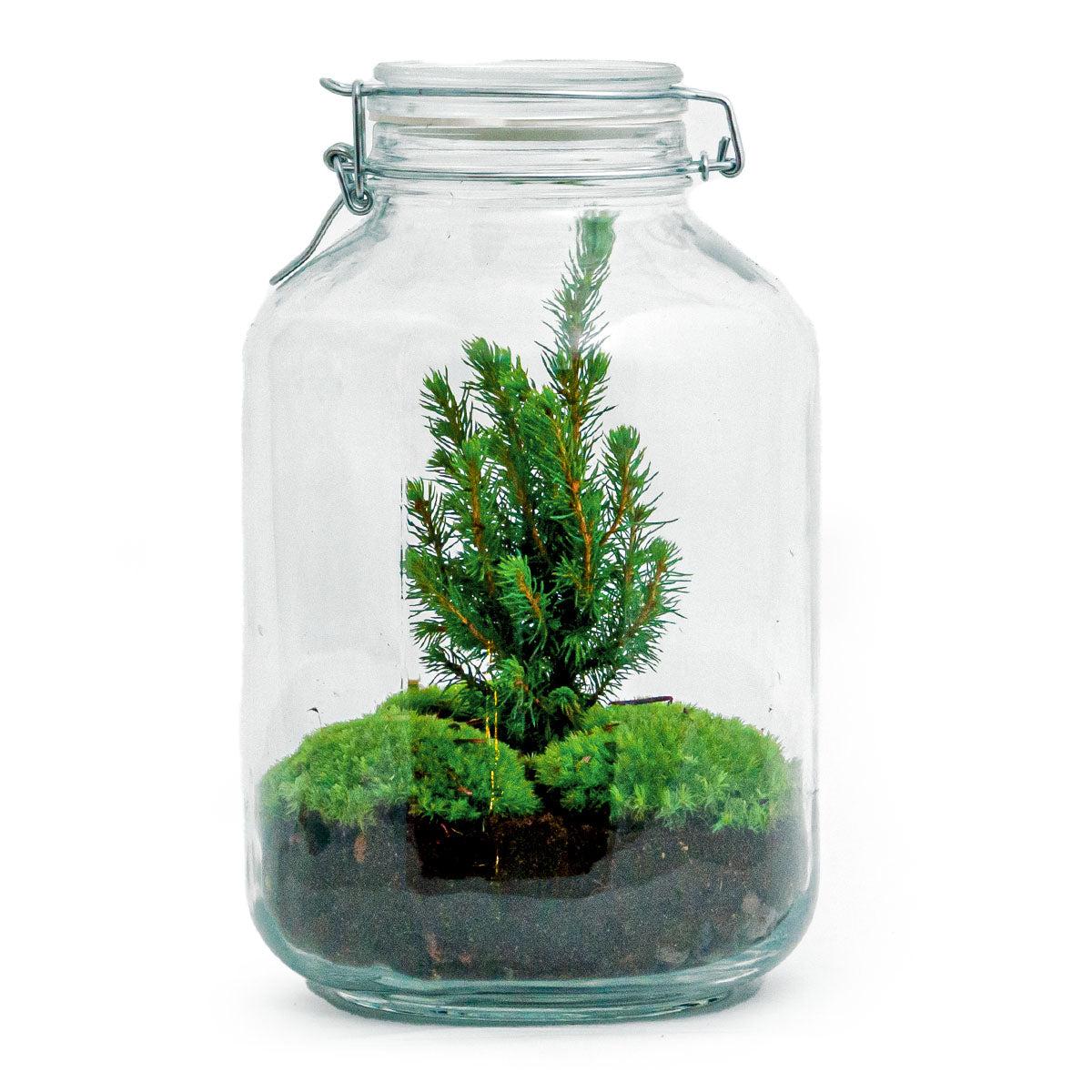 DIY-Flaschengarten Christmas als weihnachtliches Terrarium mit Mini-Weihnachtsbaum und Moos