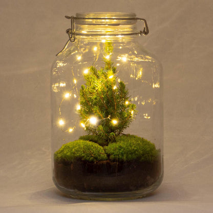 Weihnachts-Flaschengarten im Glas als DIY-Geschenkidee für Pflanzenfreunde