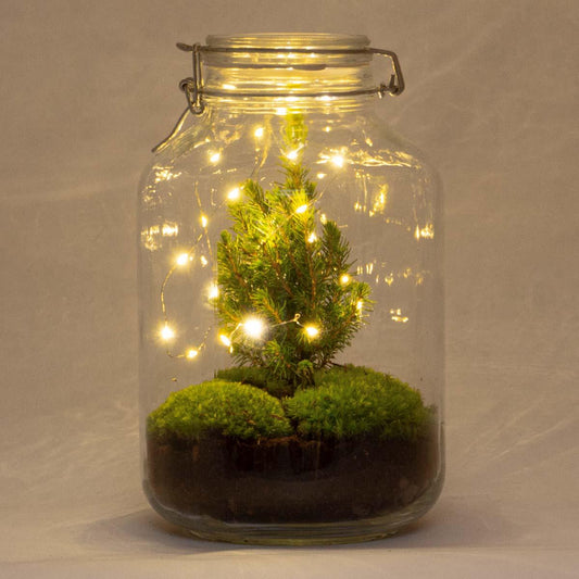 Weihnachts-Flaschengarten im Glas als DIY-Geschenkidee für Pflanzenfreunde