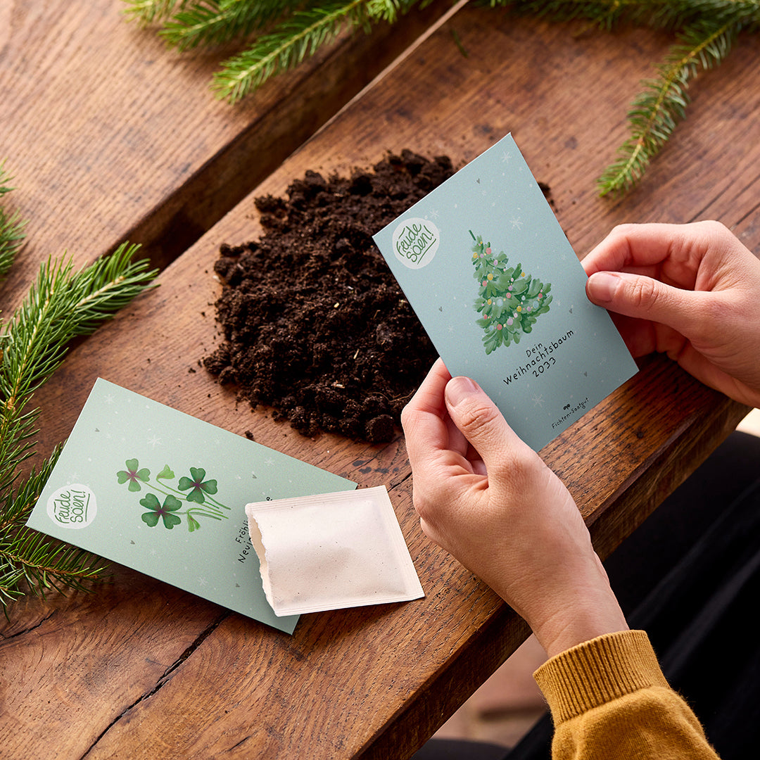 Fichten-Saatgut Weihnachtsbaum 2033 als kleines Weihnachtsgeschenk in der Hand
