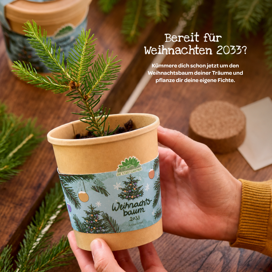 Weihnachtsbaum 2033 Anzuchtset mit Details zur Fichtenanzucht